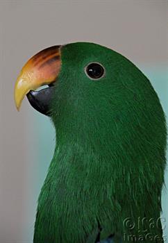 Parrot - Eclectus